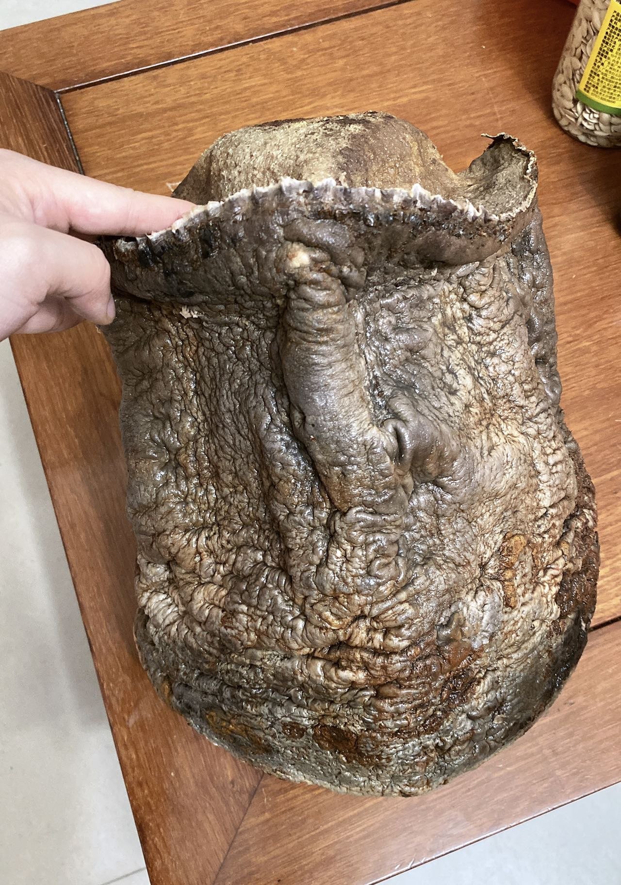 【昆仑山千年太岁】太岁肉灵芝 吸收天地灵气精华 老皮结实 20斤