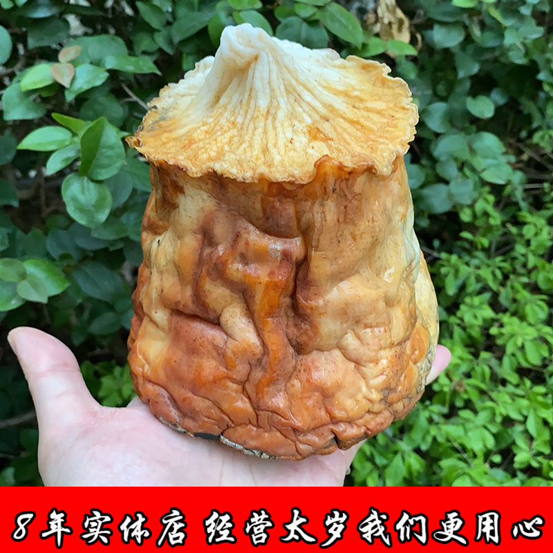 【贺兰山精品黄肉太岁】太岁 肉灵芝 整体活体 野生 650克 手慢没