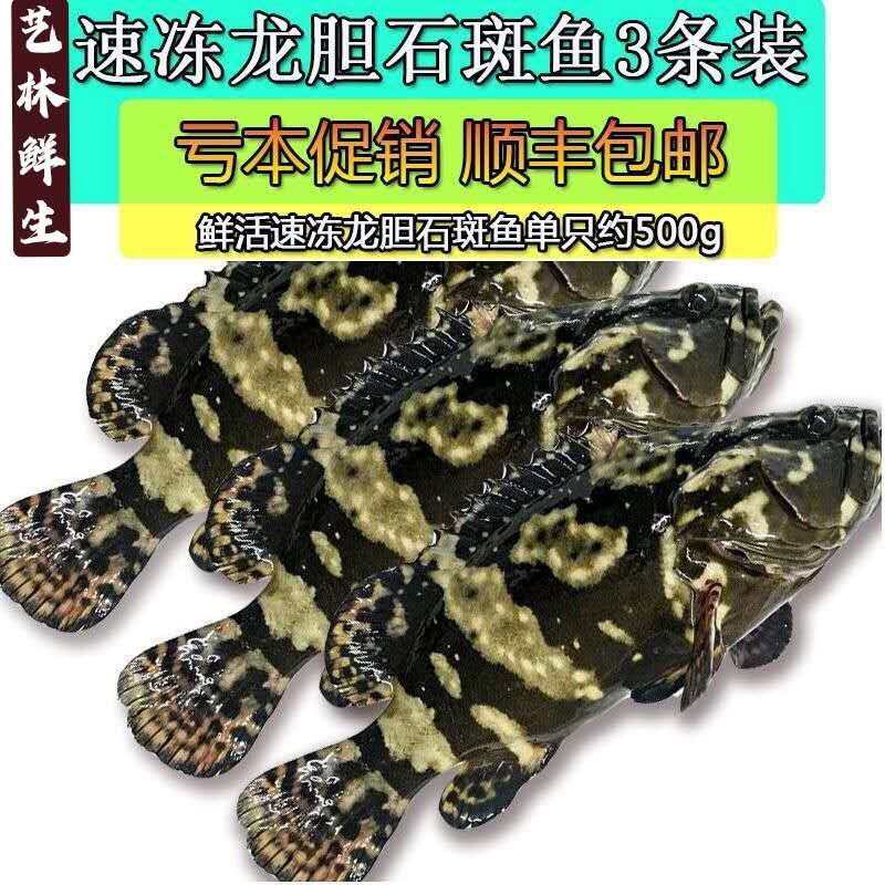 超低温速冻石斑鱼3条3斤以上装江浙沪可冰鲜发货顺丰包邮上海发出