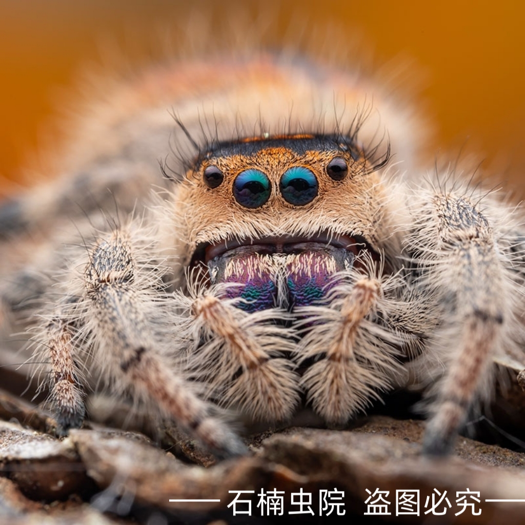 跳蛛蜘蛛佛罗里达跳蛛灰佛桌面好饲养跳蛛佛罗里达灰佛跳蛛小跳蛛