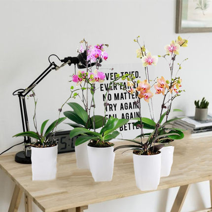 蝴蝶兰花卉盆栽室内四季观花植物兰花苗办公桌绿植水培盆景易养殖
