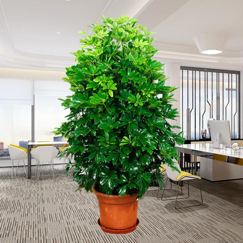 室内摆放的大型绿植,家庭养大型的绿植物好,适合室内高大绿植(第4页)_大山谷图库