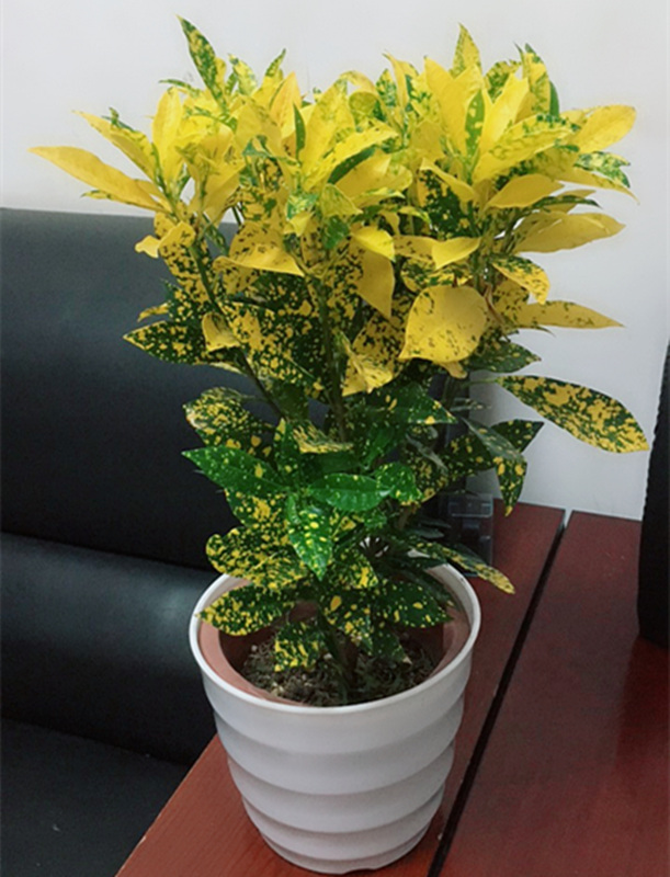 花叶洒金珊瑚盆栽四季常青彩色观赏绿植盆景室内花卉庭院种植