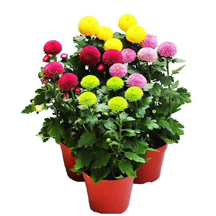 菊花乒乓菊四季室内