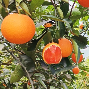 秭归血橙中华红橙红心肉橙子当季新鲜水果