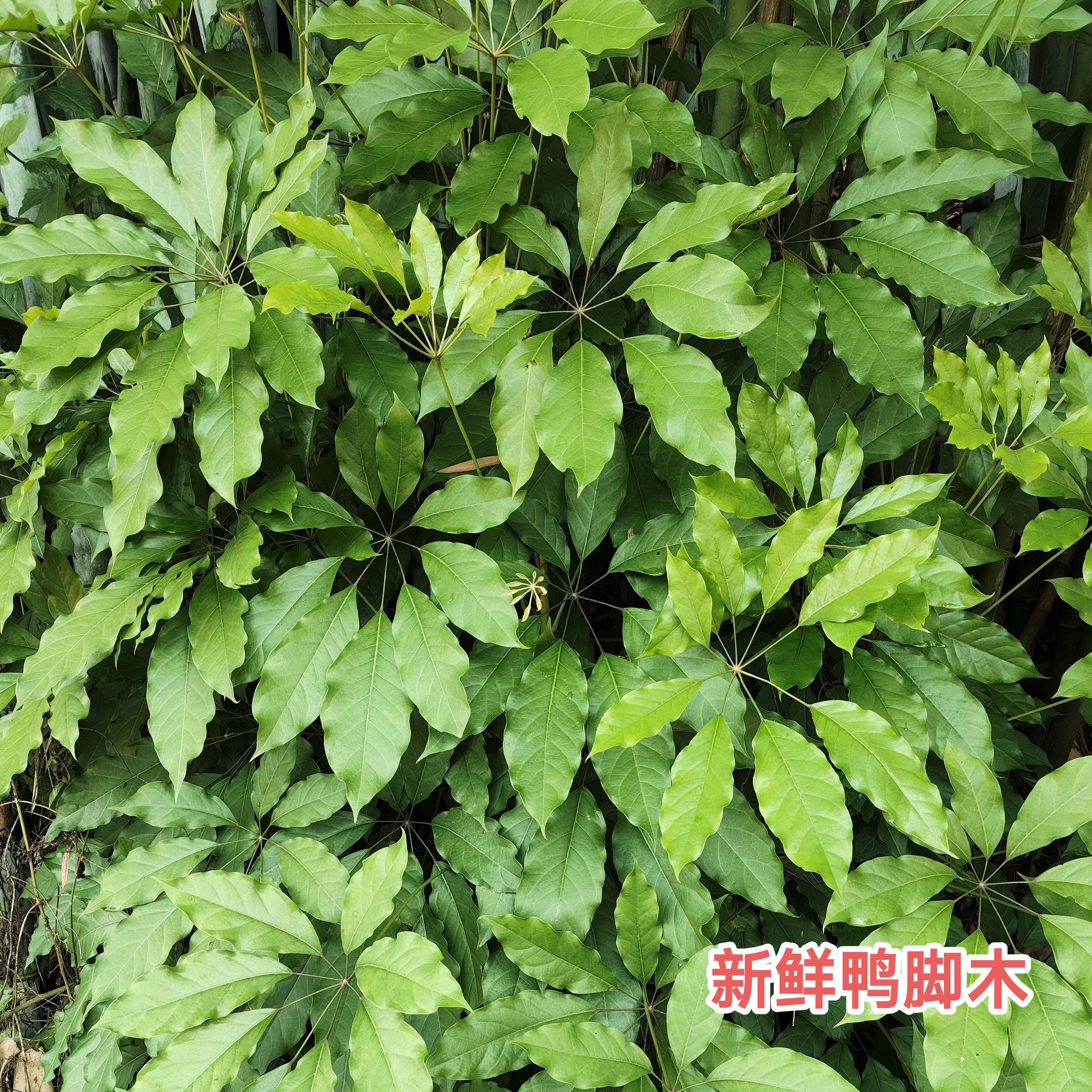 新鲜鸭脚木 鸭脚板鸭脚皮中草药 现采鹅掌柴五指通伞托树叶子包邮