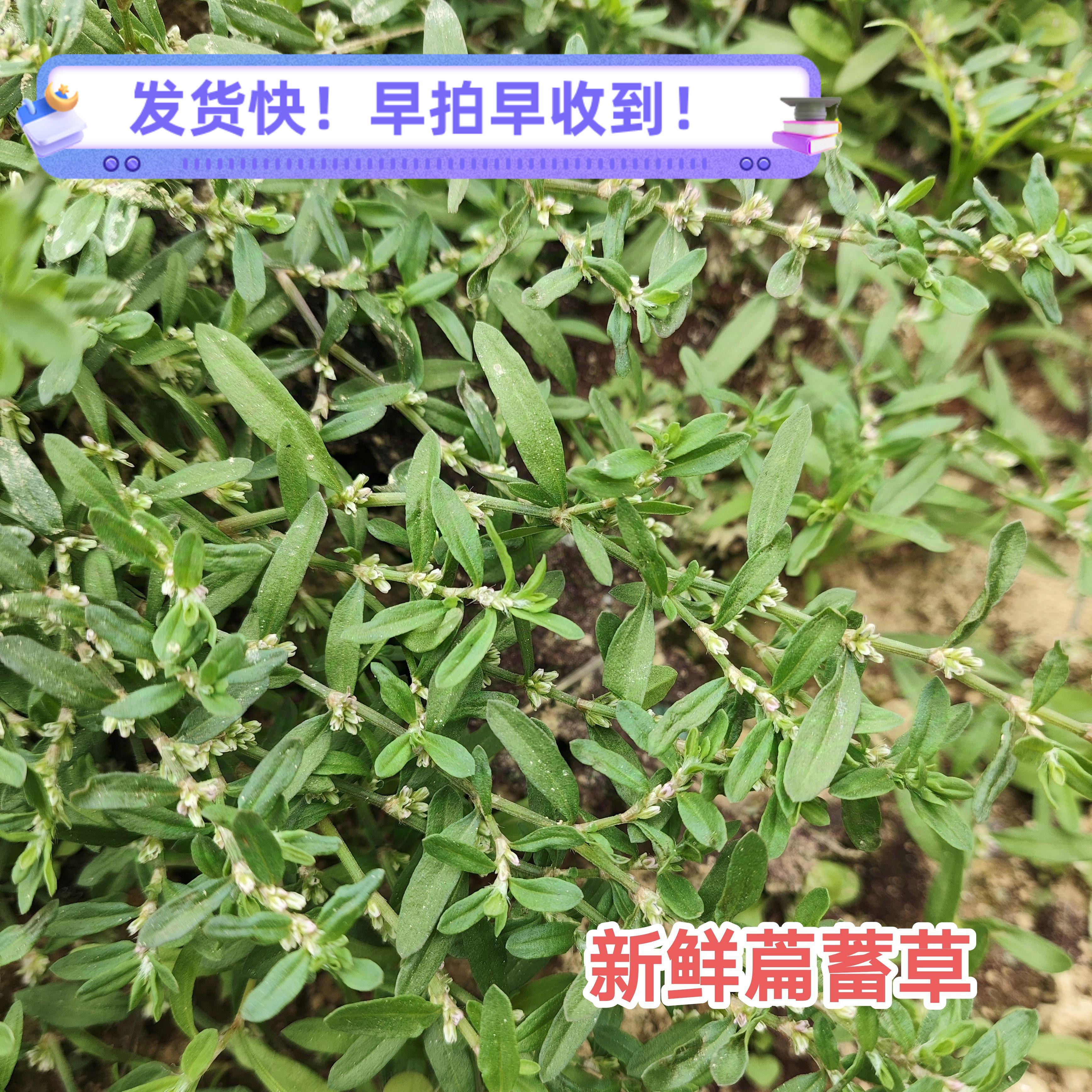 新鲜深山小萹蓄草广东米碎草现采现发习见蓼扁蓄猪牙草中草药包邮
