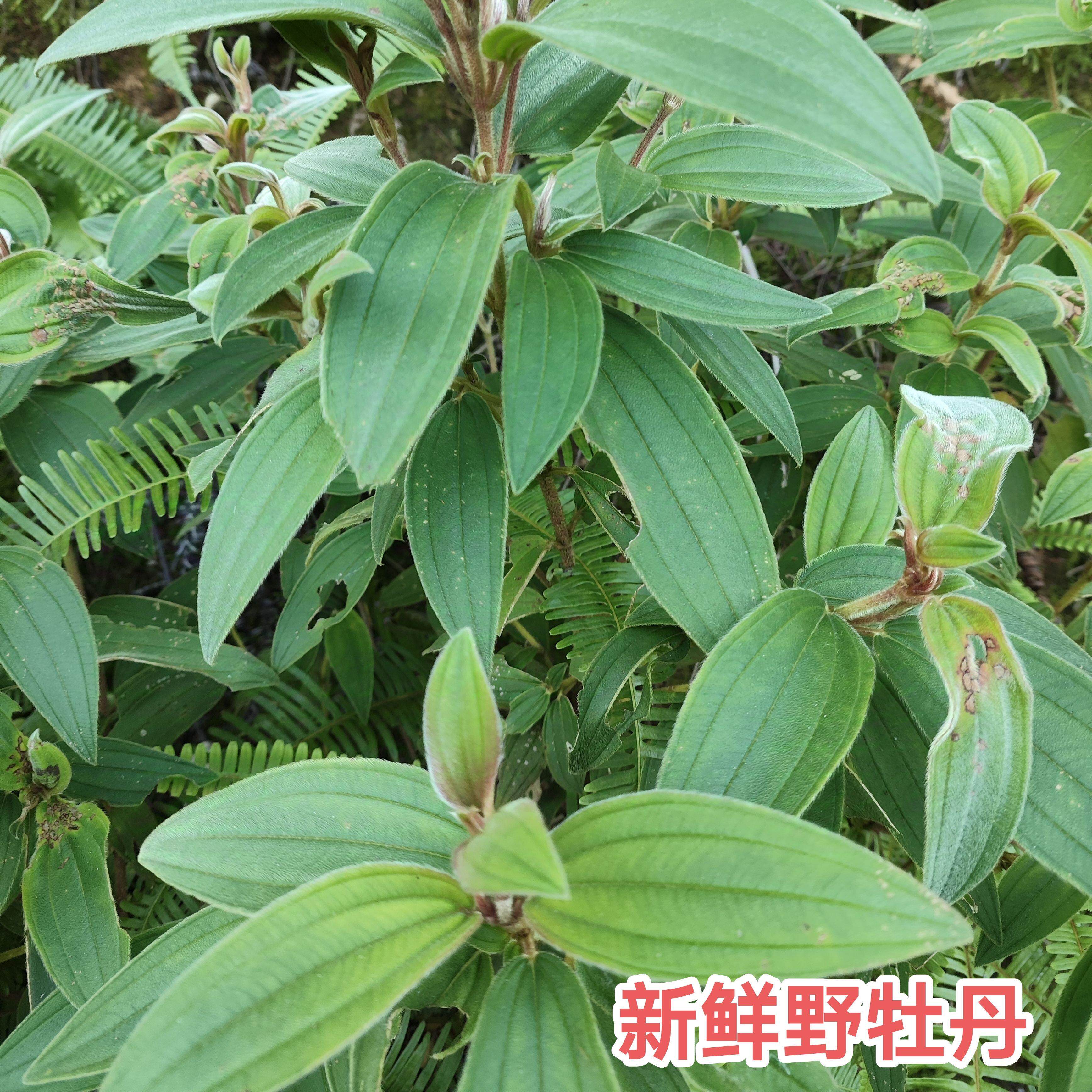 印度野牡丹 猪古稔山石榴 大金香炉枝叶 广东新鲜现挖纯根 包邮