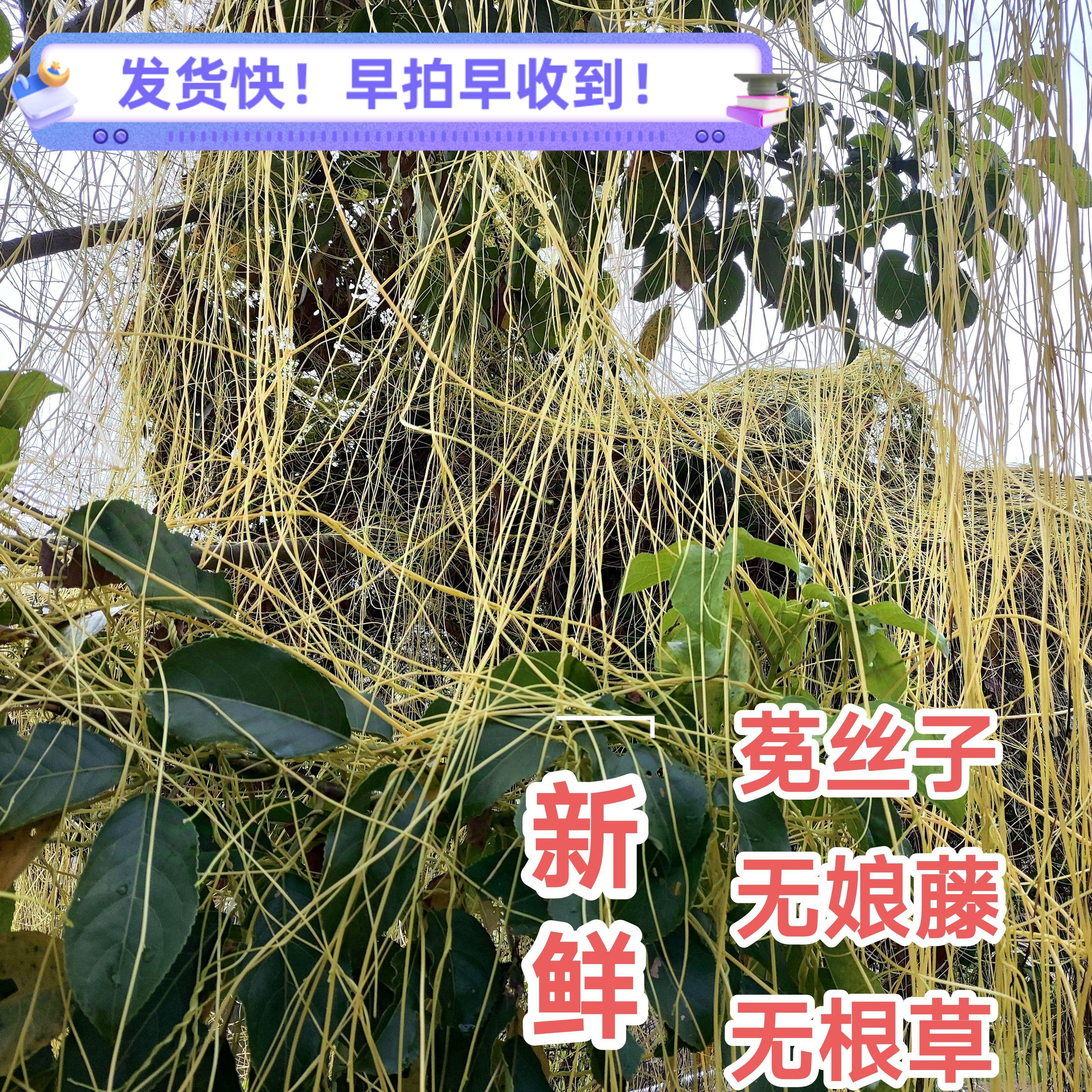 新鲜中药材菟丝子无娘藤金丝藤豆寄生黄丝无根草天然菟丝藤菟丝草