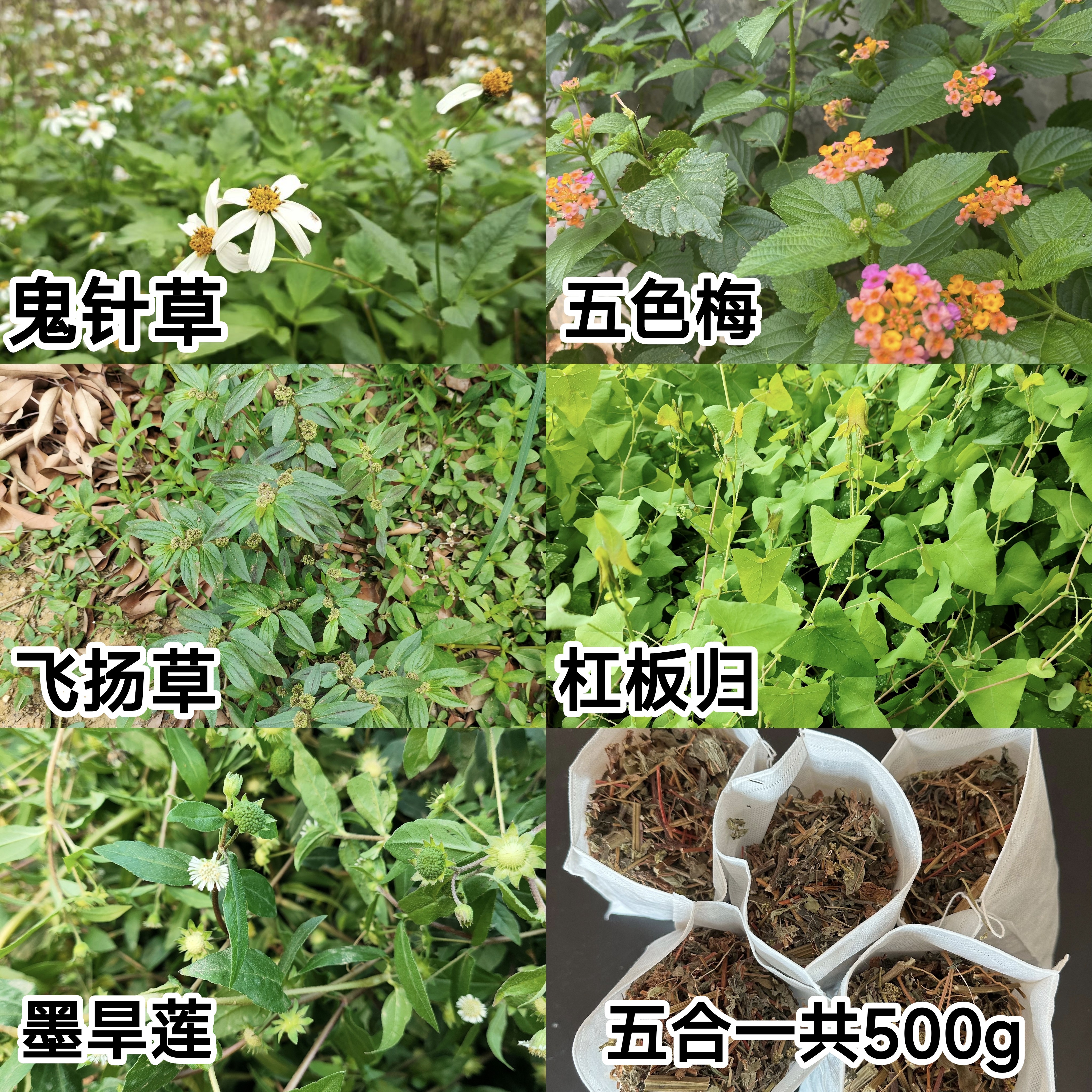 杠板归马缨丹五色梅大飞扬草墨旱莲鬼针草成人宝宝儿童洗泡澡浴包