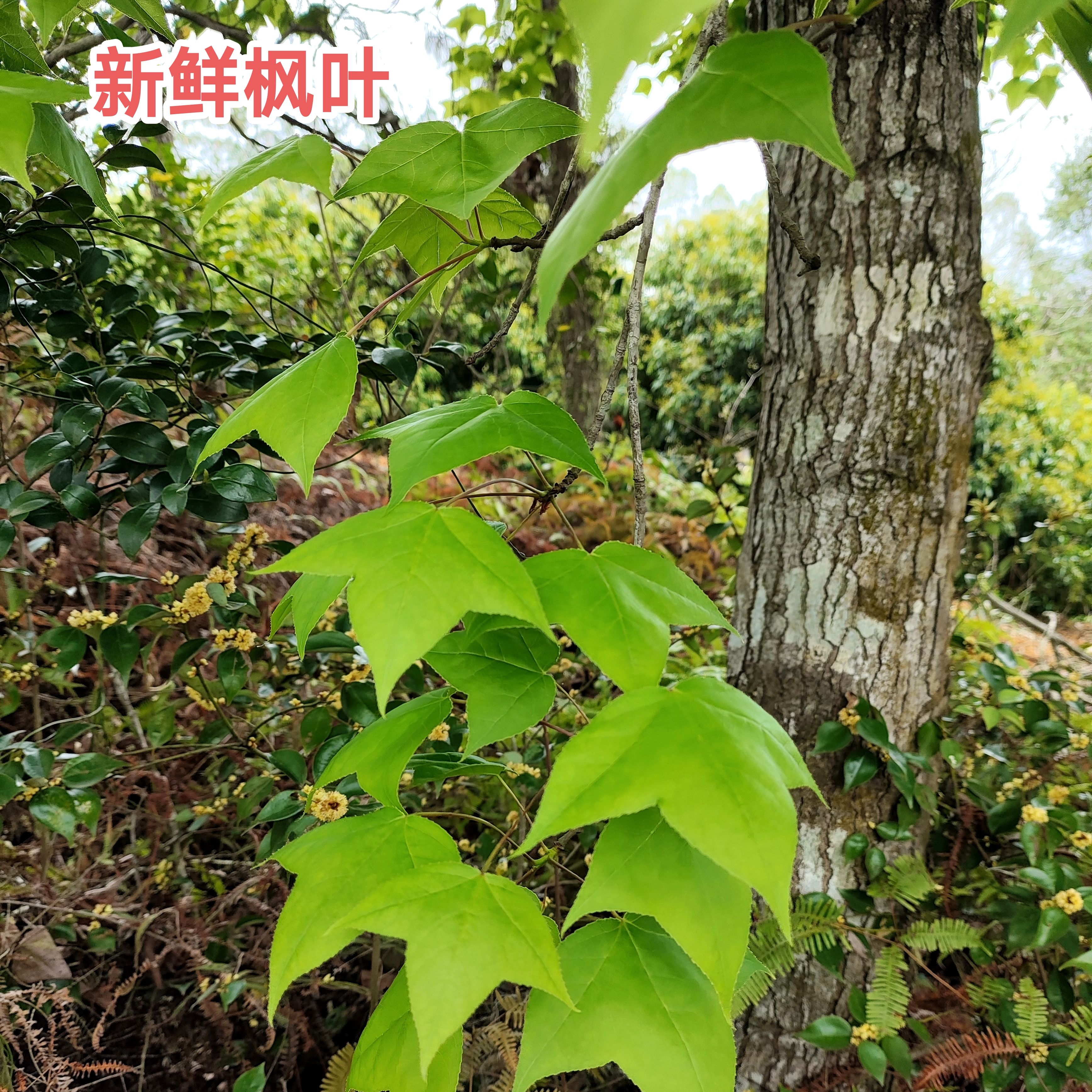 新鲜枫叶香枫叶黑米叶广东新鲜枫叶黑米饭材料糯米饭植物染料包邮