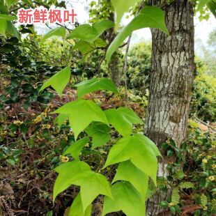 新鲜枫叶香枫叶黑米叶广东新鲜枫叶黑米饭材料糯米饭植物染料包邮