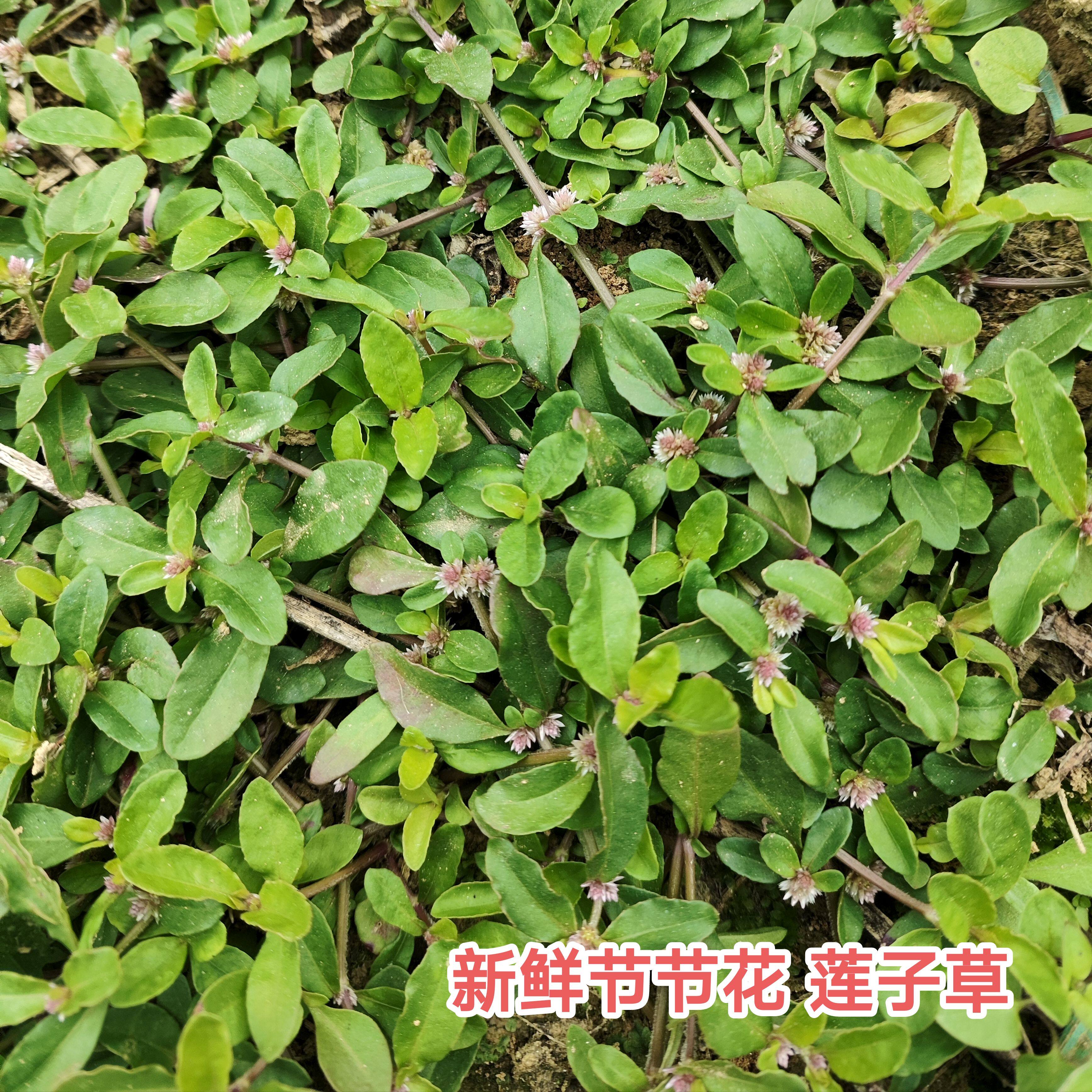 新鲜莲子草虾钳菜广东茂名白花仔节节花水牛膝中药材500g现采包邮