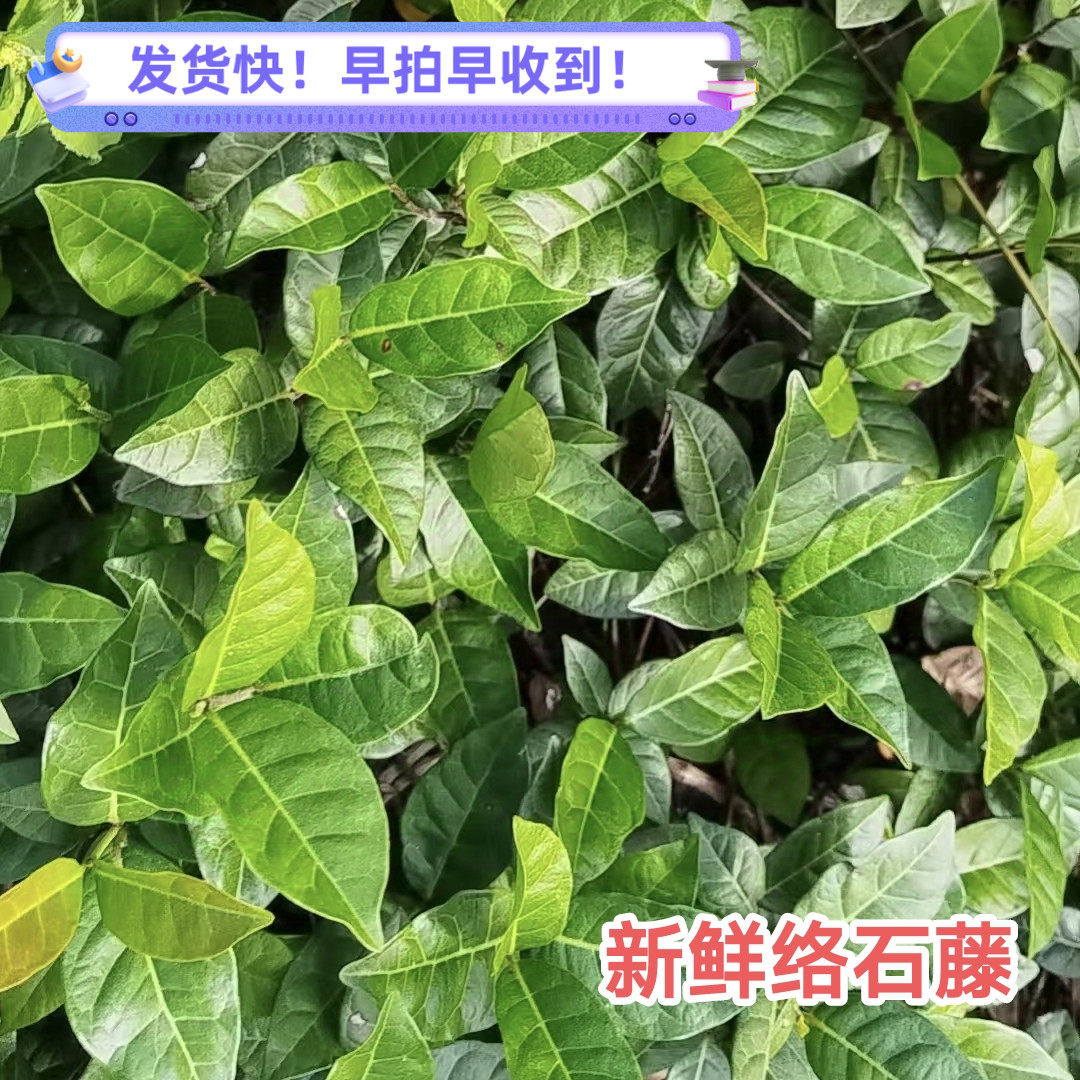 新鲜络石藤克草药 络石屯 广东爬墙虎络石草野生中药材络石藤包邮