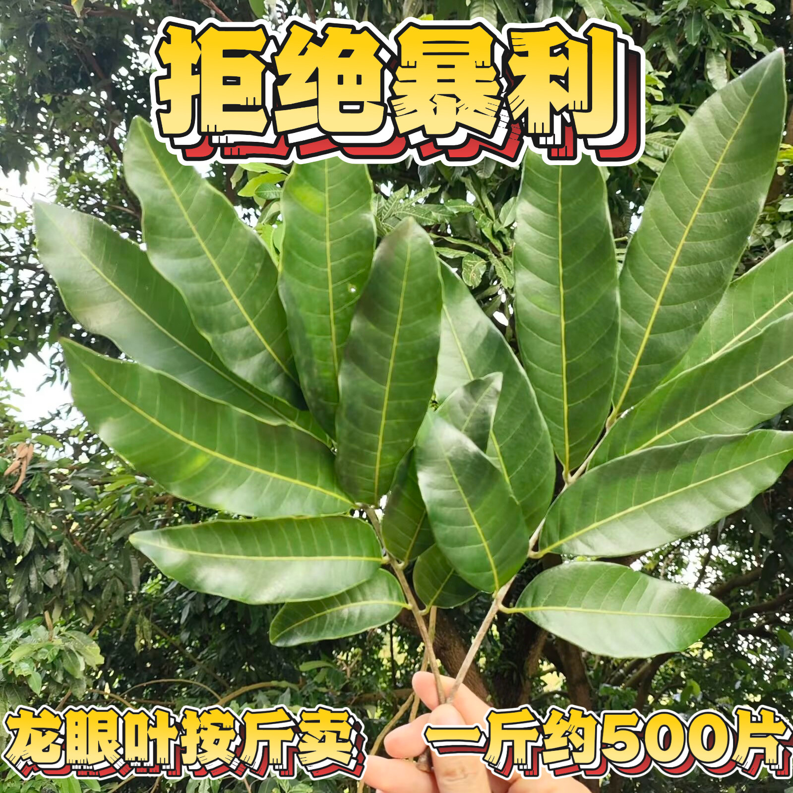 新鲜龙眼叶养龟乌龟缸造景装饰沉木逃避无晒干广东龙眼叶子桂圆叶