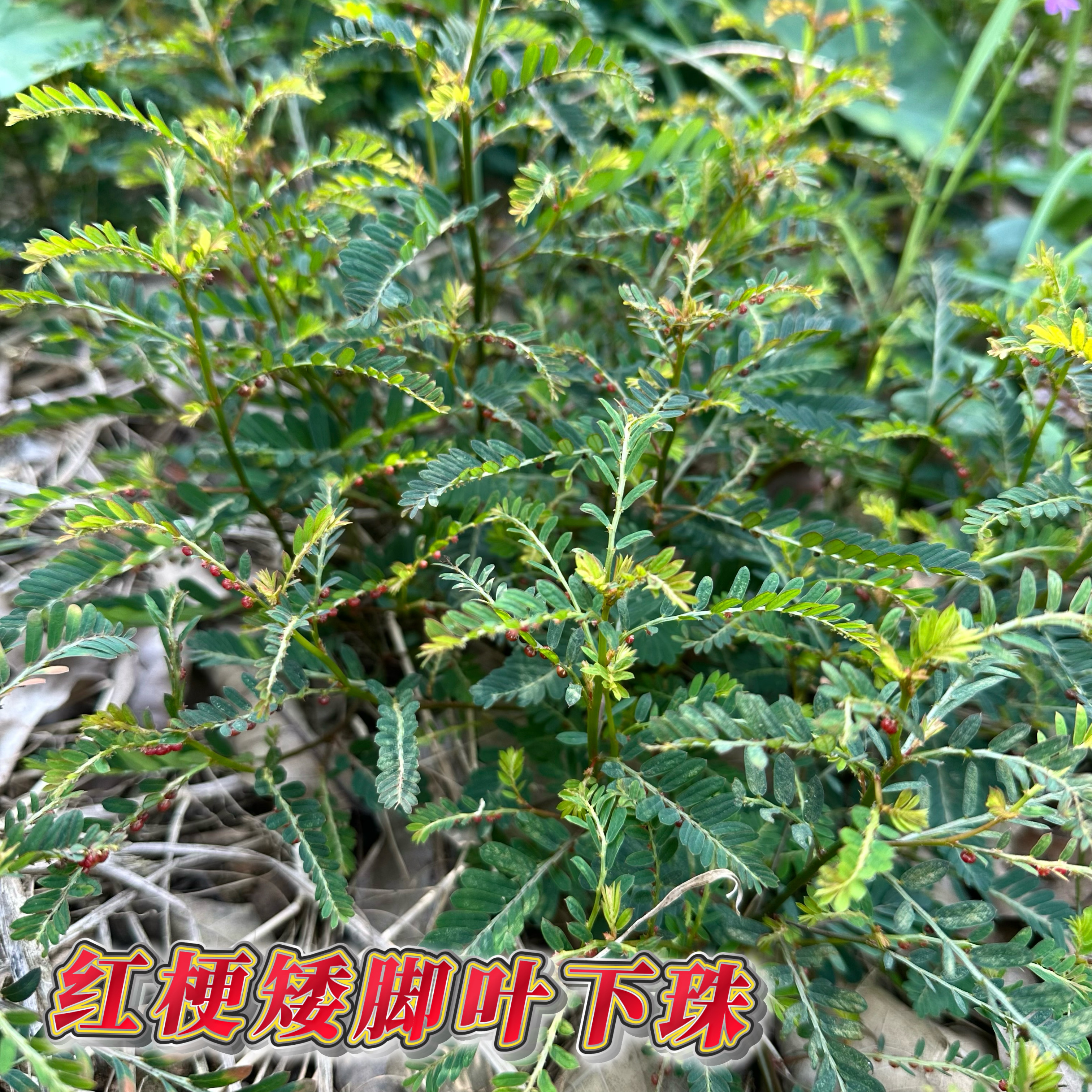新鲜红梗矮脚叶下珠现拔现发珍珠草珠仔草阴阳草龙珠草假油柑全草
