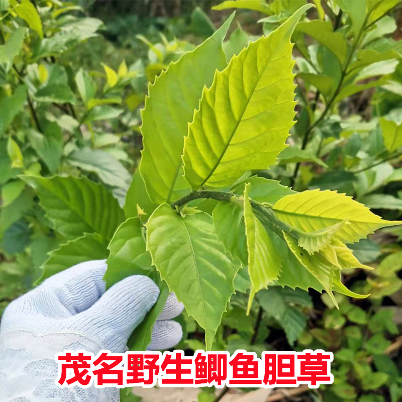 广东天然新鲜鲫鱼胆草空心花冷饭果牛尿木黄茶观产茶岑心花中草药