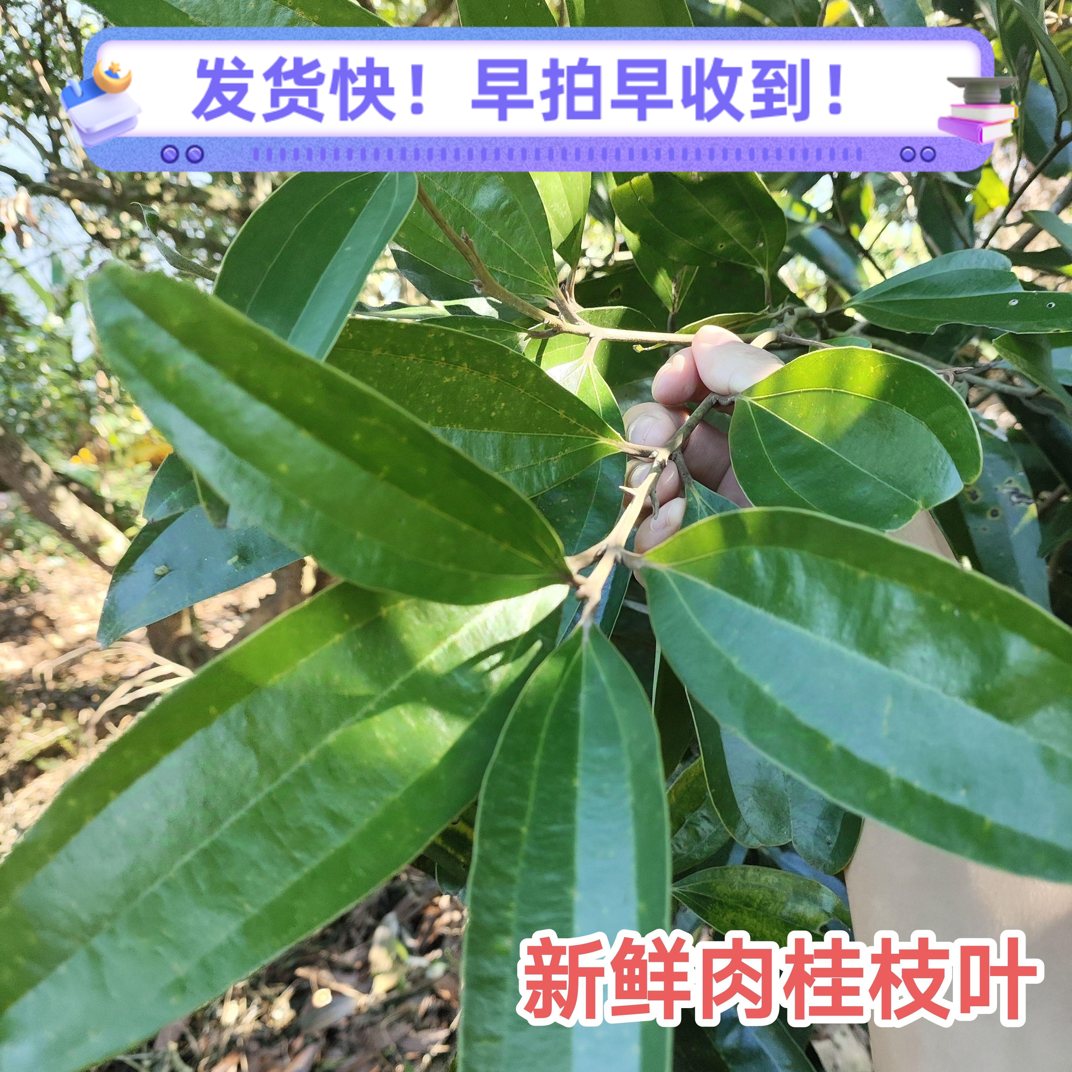 桂叶入伙新鲜桂树枝叶香叶广东天然肉桂叶中药材野生精选调料包邮