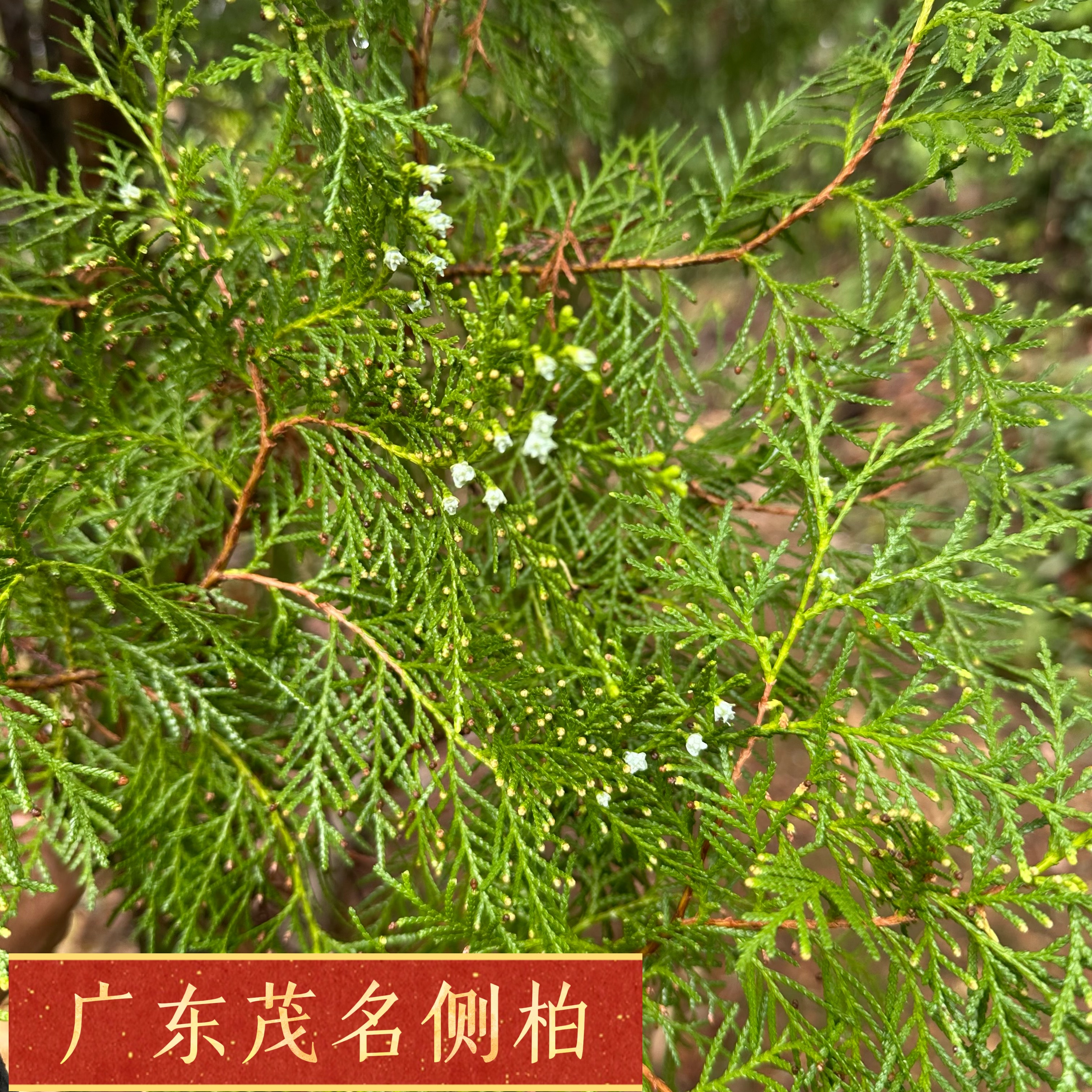 侧柏叶新鲜采摘扁柏叶洗发乌发生发纯天然野柏树枝叶泡酒熏腊肉香