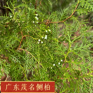 侧柏叶新鲜采摘扁柏叶洗发乌发生发纯天然野柏树枝叶泡酒熏腊肉香