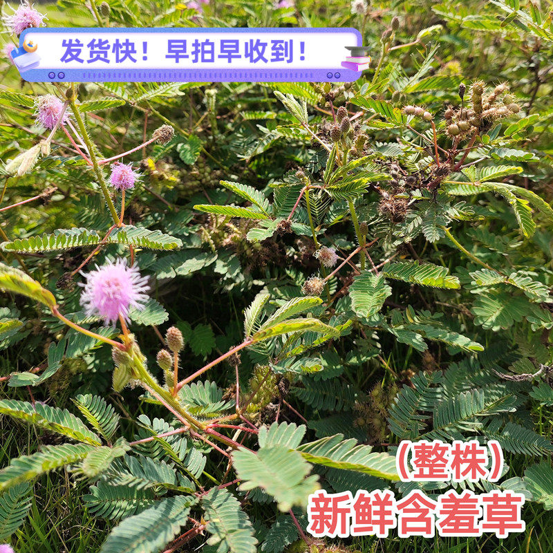新鲜广东茂名含羞草大山红骨茎草