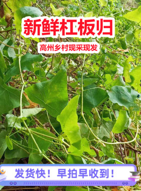 杠板归新鲜原生现采蛇倒退广东中草药带状腰蛇泡皮肤湿痒洗澡包邮