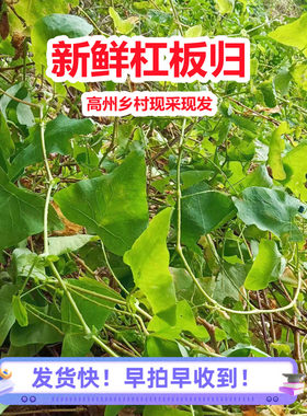 杠板归新鲜原生现采蛇倒退广东晒干中草药带状腰蛇泡皮肤洗澡包邮