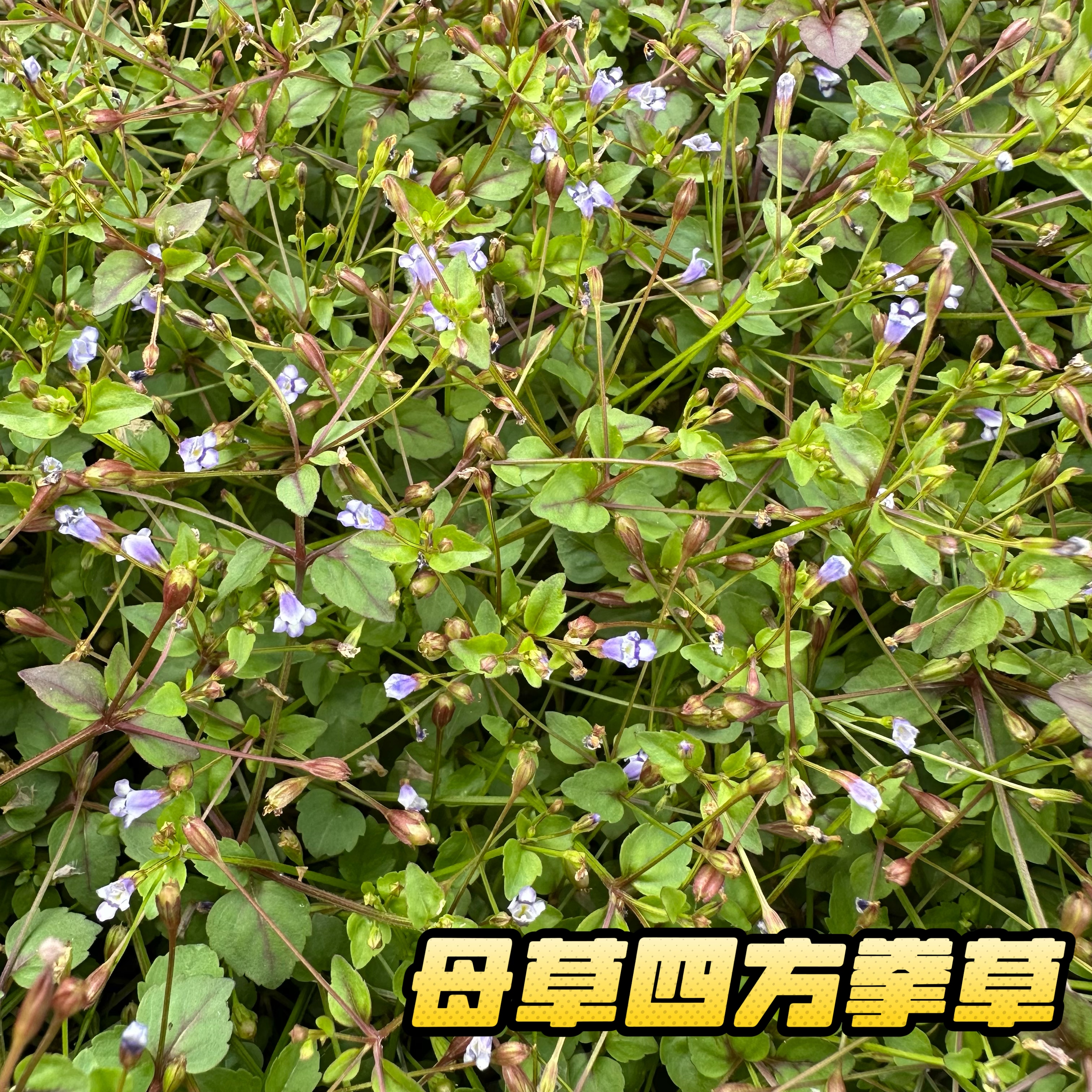 新鲜现采生母草 四方拳草广东茂名原生小叶蛇针铺地莲 开怀草包邮