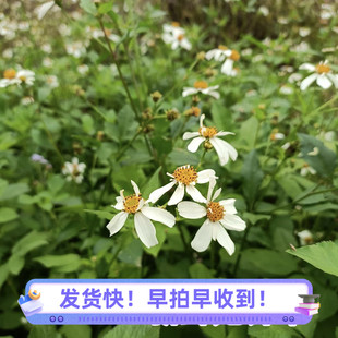 鬼针草新鲜广东深山中草药材四方枝三叶一包针儿童洗澡降茶压泡茶