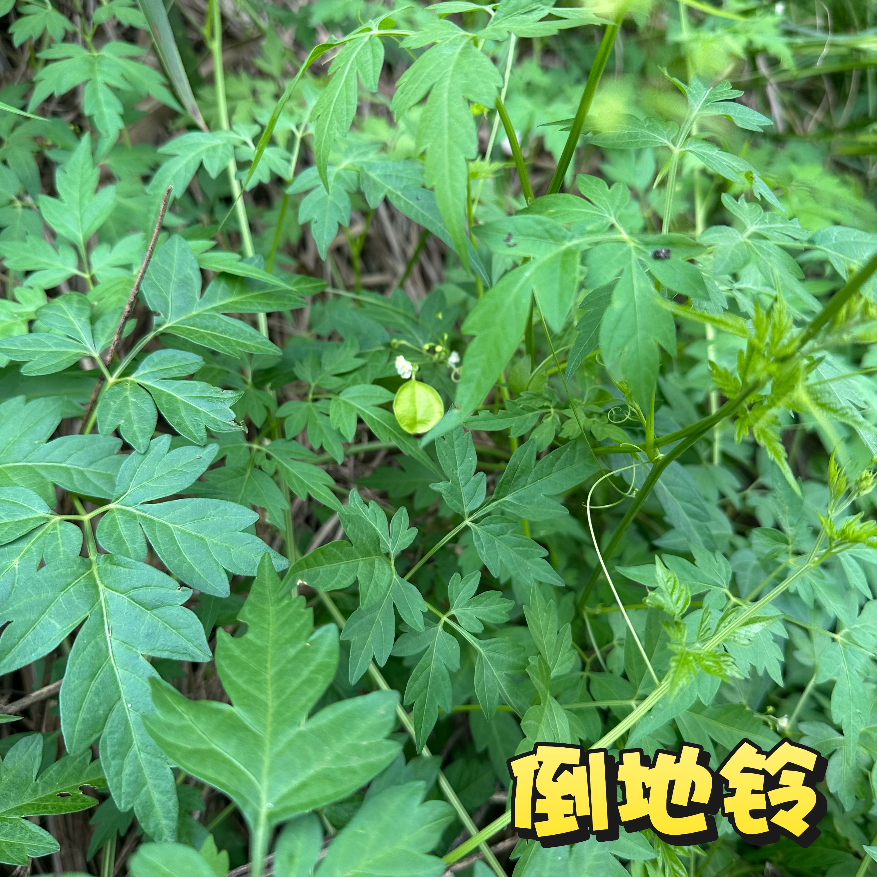 倒地铃新鲜现采现发带藤苦楝广东茂名野外三角藤假苦瓜500g心豆藤