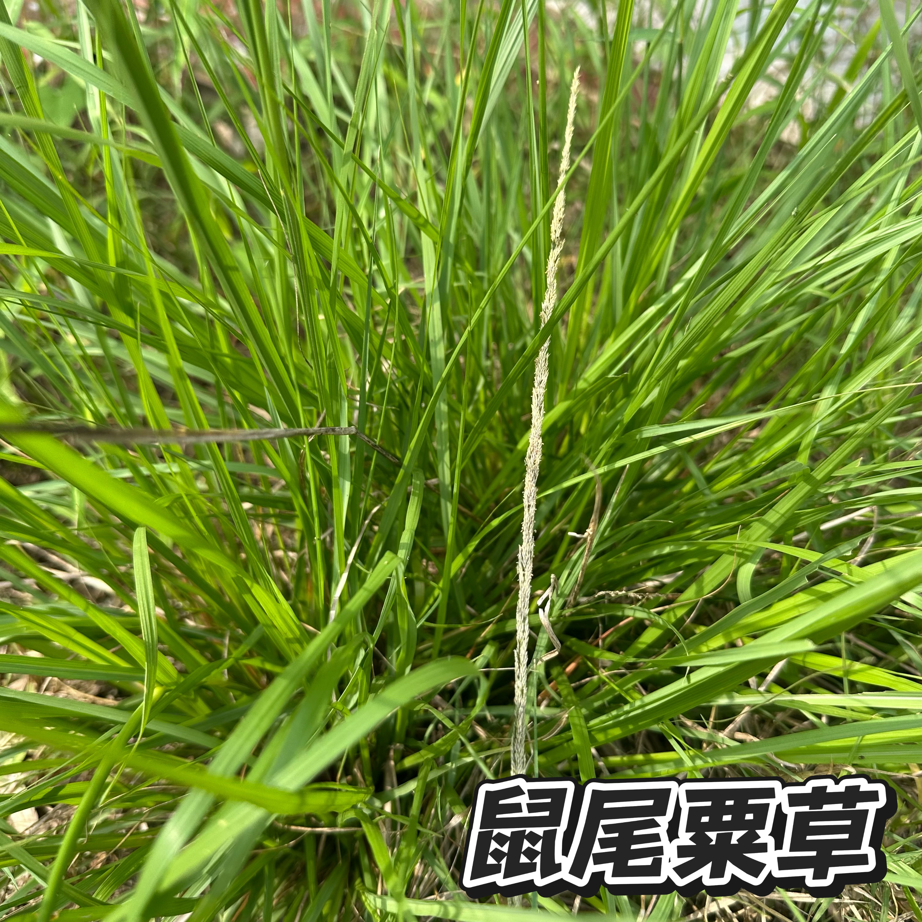 新鲜鼠尾牛顿草现采现发线香草广东茂名原生老鼠尾粟草牛尾草包邮
