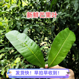 新鲜芒果叶 现摘现发芒果树叶芒果叶子 广东乡村中草药 500克包邮