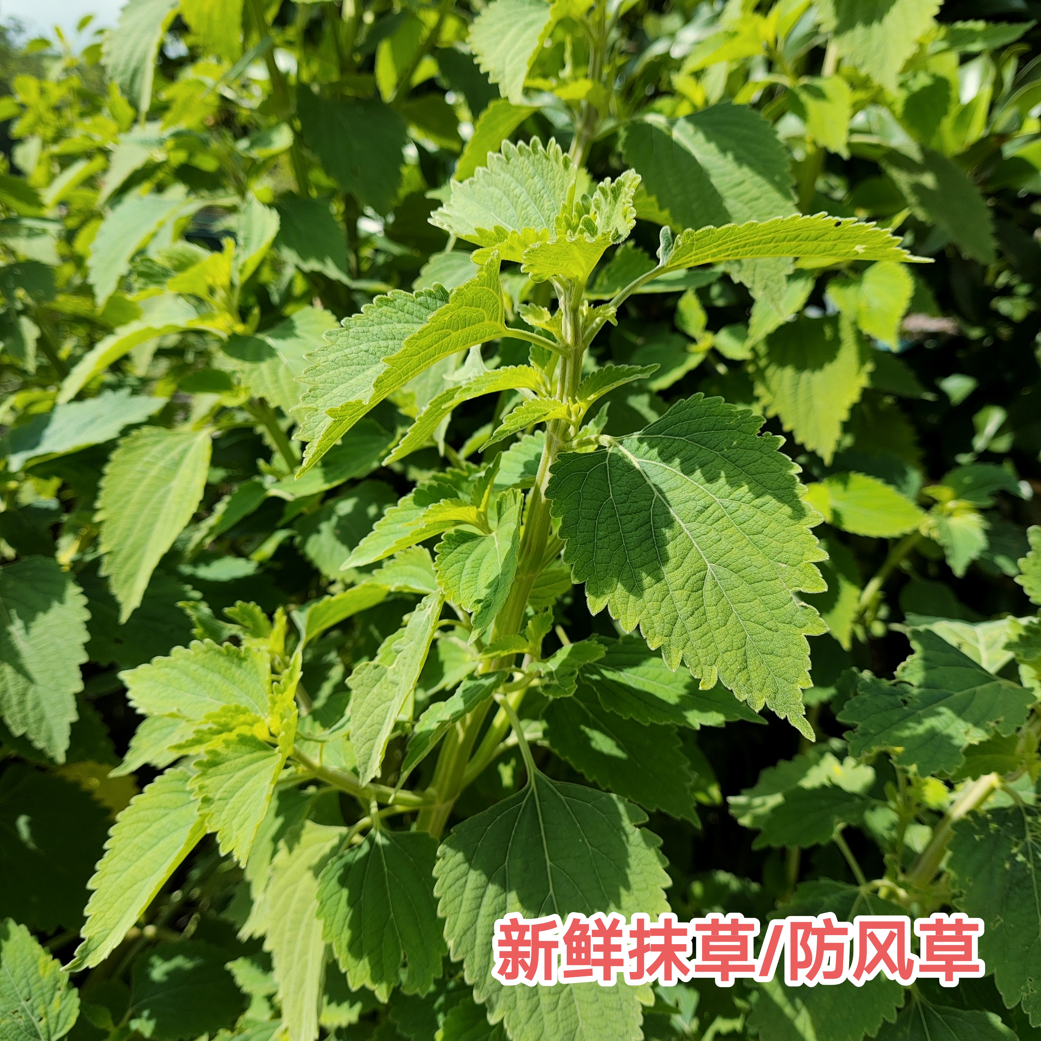 现采新鲜抹草现发广防风草 防风草 落马衣宝宝洗澡受风抹草根包邮
