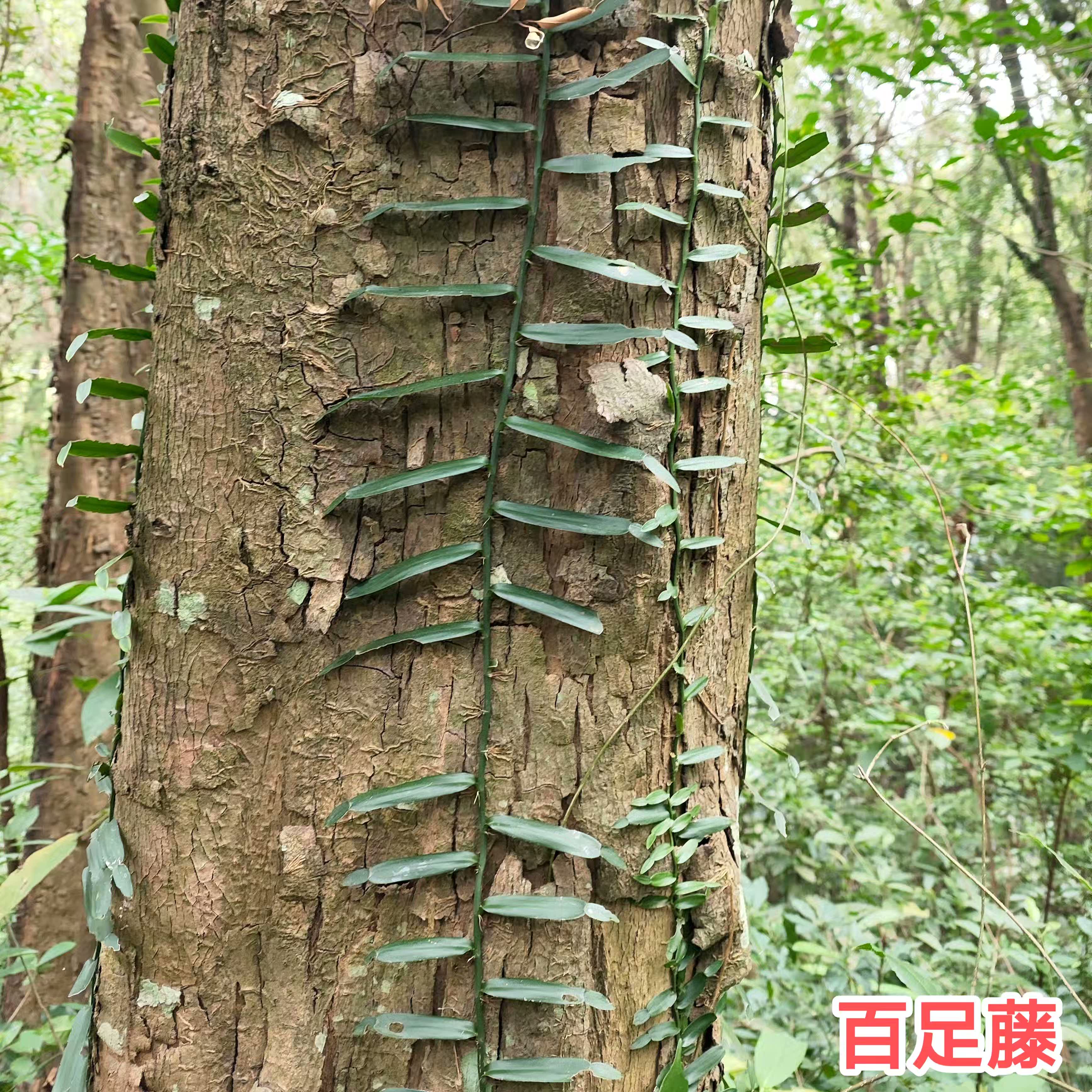 百足藤神仙对坐草 石山蜈蚣野生飞天蜈蚣百足草 新鲜绿植种苗包邮