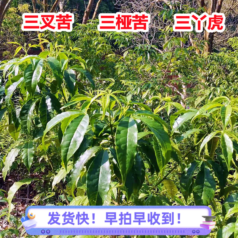 新鲜三叉苦叶 根 野生三桠苦粉深山三丫虎三岔叶中草药材500g广东