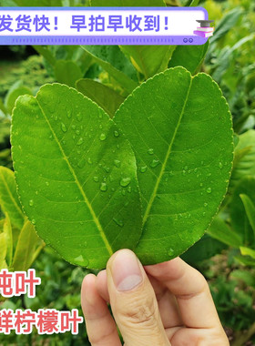 新鲜柠檬叶青柠叶西餐厅香料料理烹饪冷饮奶茶店冬阴功汤原料包邮