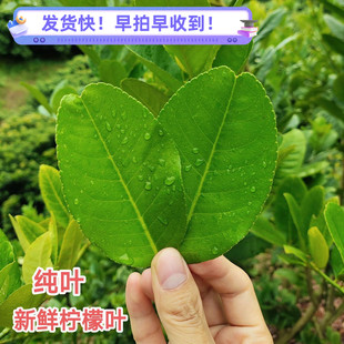 新鲜柠檬叶青柠叶西餐厅香料料理烹饪冷饮奶茶店冬阴功汤原料包邮