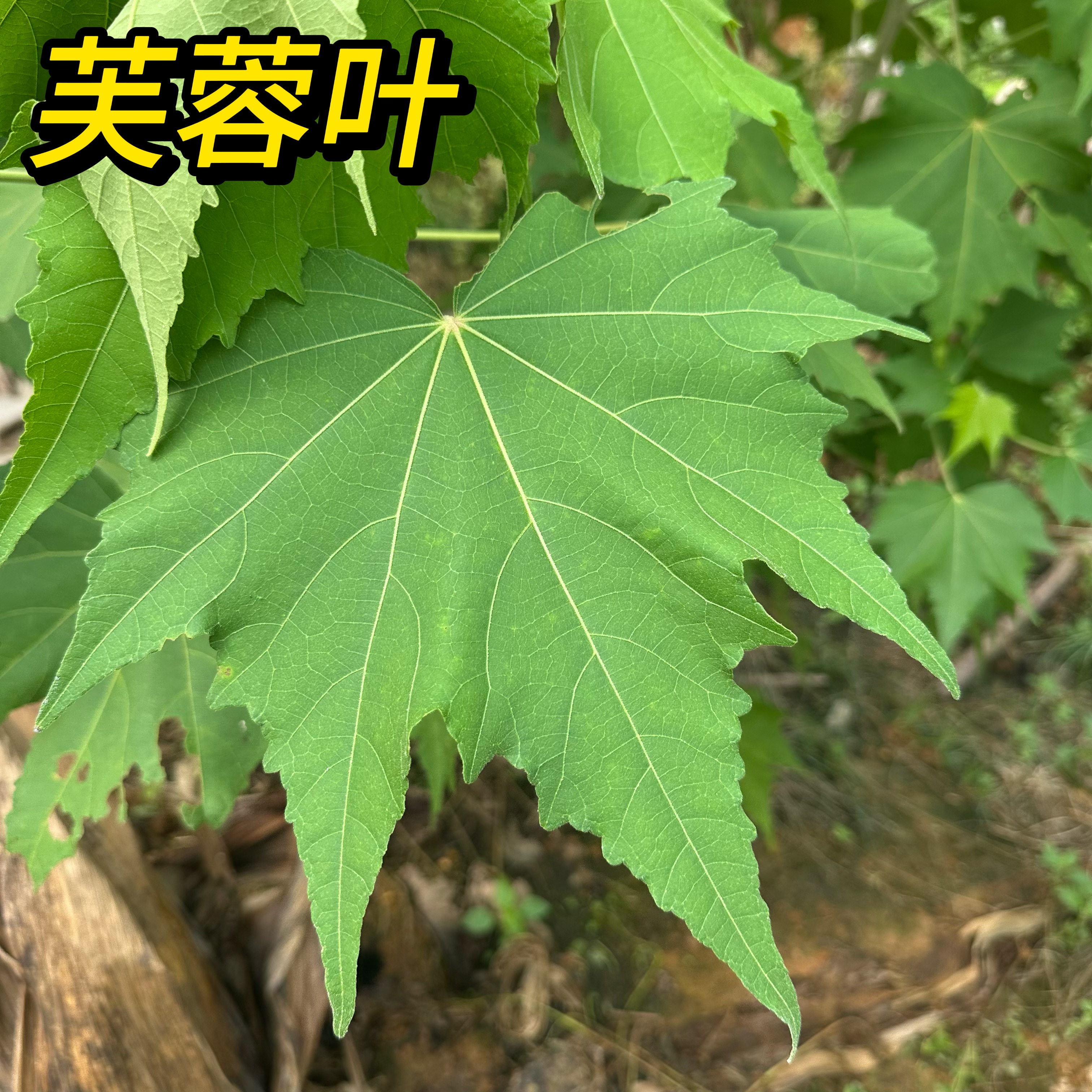 新鲜芙蓉叶子野芙蓉花叶广东茂名现采发鲜木芙蓉树叶现采木莲包邮