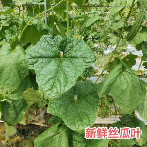 新鲜丝瓜叶广东现采摘丝瓜花根藤叶250克包邮 干品泡肉丝瓜叶子片