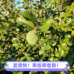 深山新鲜野霹雳藤炖猪肺木莲果薜荔木馒头奶母果凉粉果藤干货药材