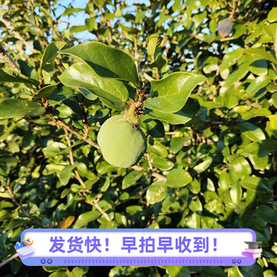 深山新鲜野霹雳藤炖猪肺木莲果薜荔木馒头奶母果凉粉果藤干货药材