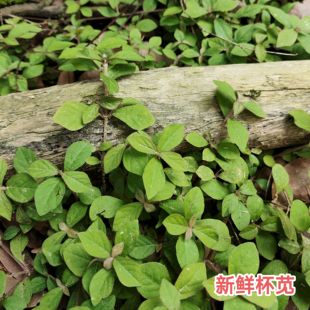 新鲜杯苋 蛇见怕 镜面草蛇惊慌 现采现发小马鞭草 细样倒扣草包邮