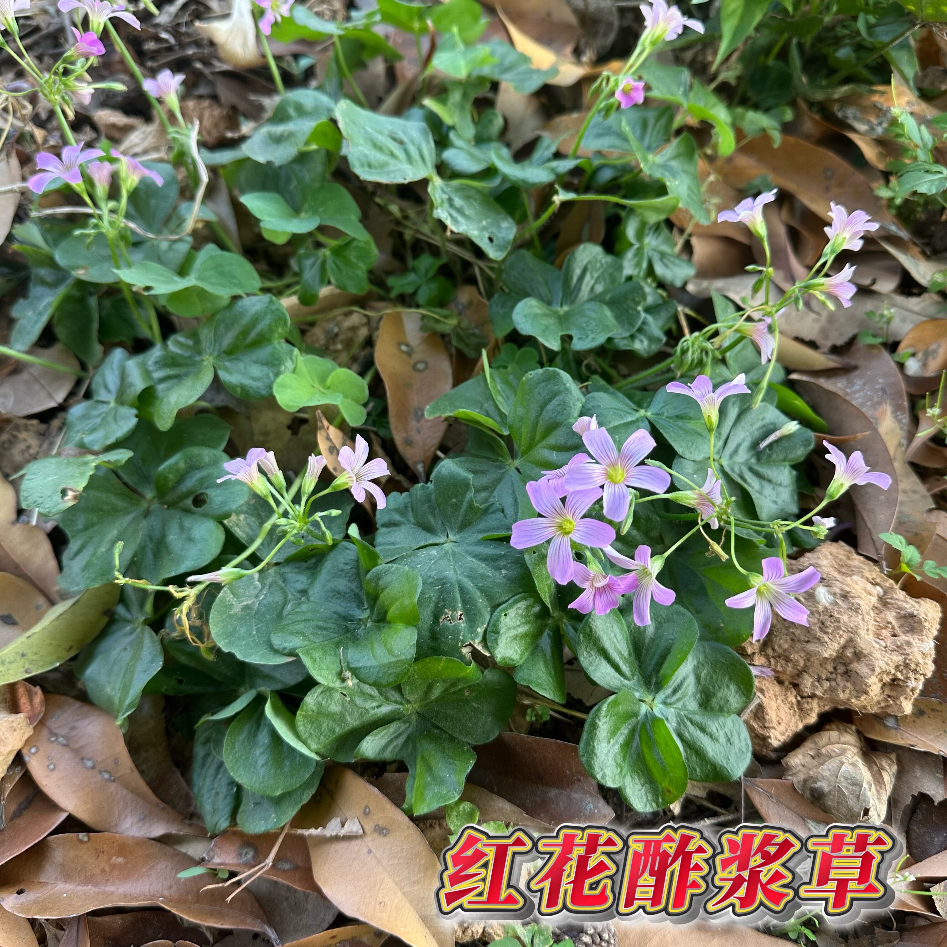 野生新鲜挖红花酢浆草三叶草大号酸浆草 咸酸鸡酸酸草 水晶菠萝草