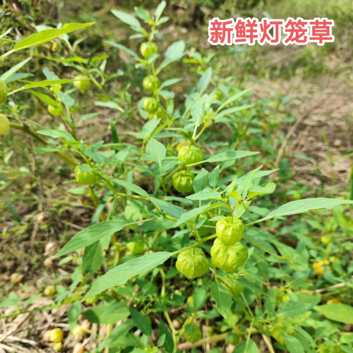 新鲜灯笼果草药黄灯笼草天泡草打卜草打额泡清热降下火黄姑娘包邮