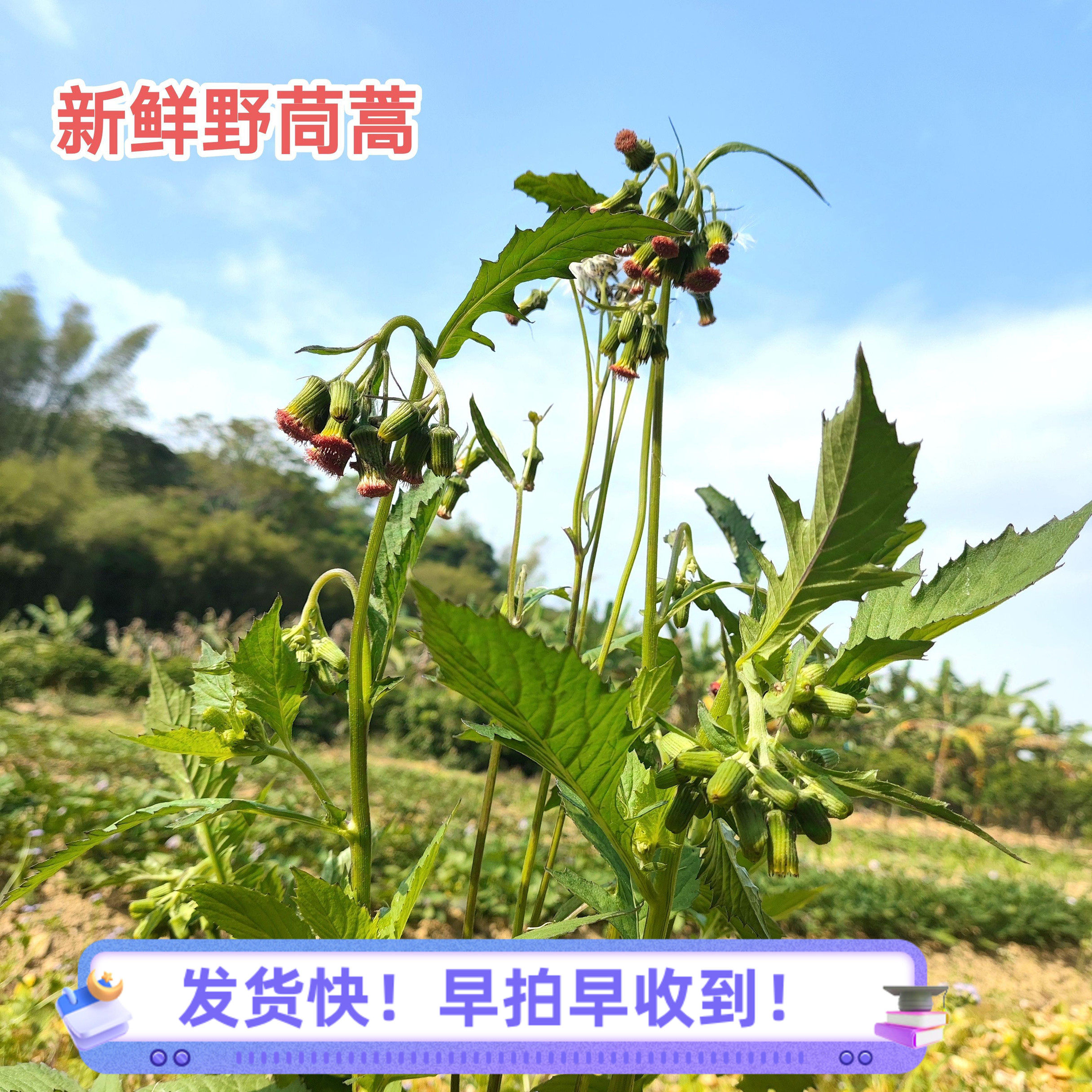 新鲜野茼蒿 中草药500克野塘蒿野革命菜野菜尿路风痛广东山区野货