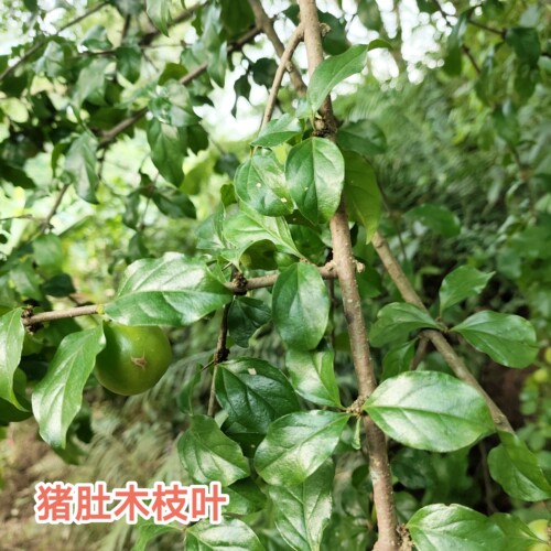 野外猪肚木枝叶新鲜现摘广东中草药山石榴跌掌随老虎刺中药材包邮