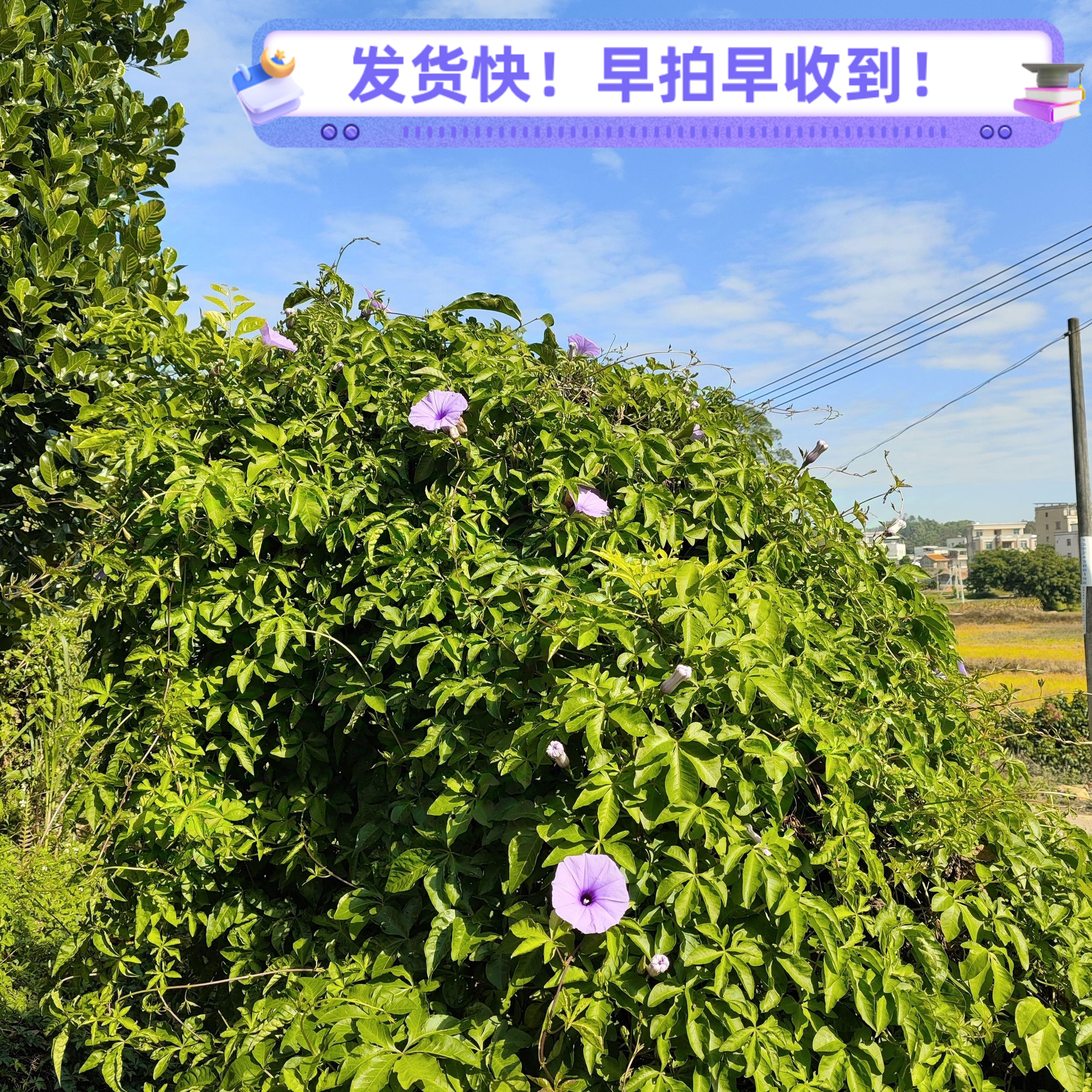 五爪金龙 新鲜牵牛花广东茂名假薯藤现采五齿苓五叶藤 500克包邮