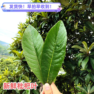 枇杷叶新鲜野生枇杷树叶250g现摘食用枇杷叶中药茶偏方枇杷膏原料