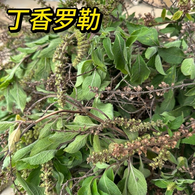 新鲜丁香罗勒现摘现发青香罗勒广东茂名毛叶丁香罗勒臭草茎叶干品