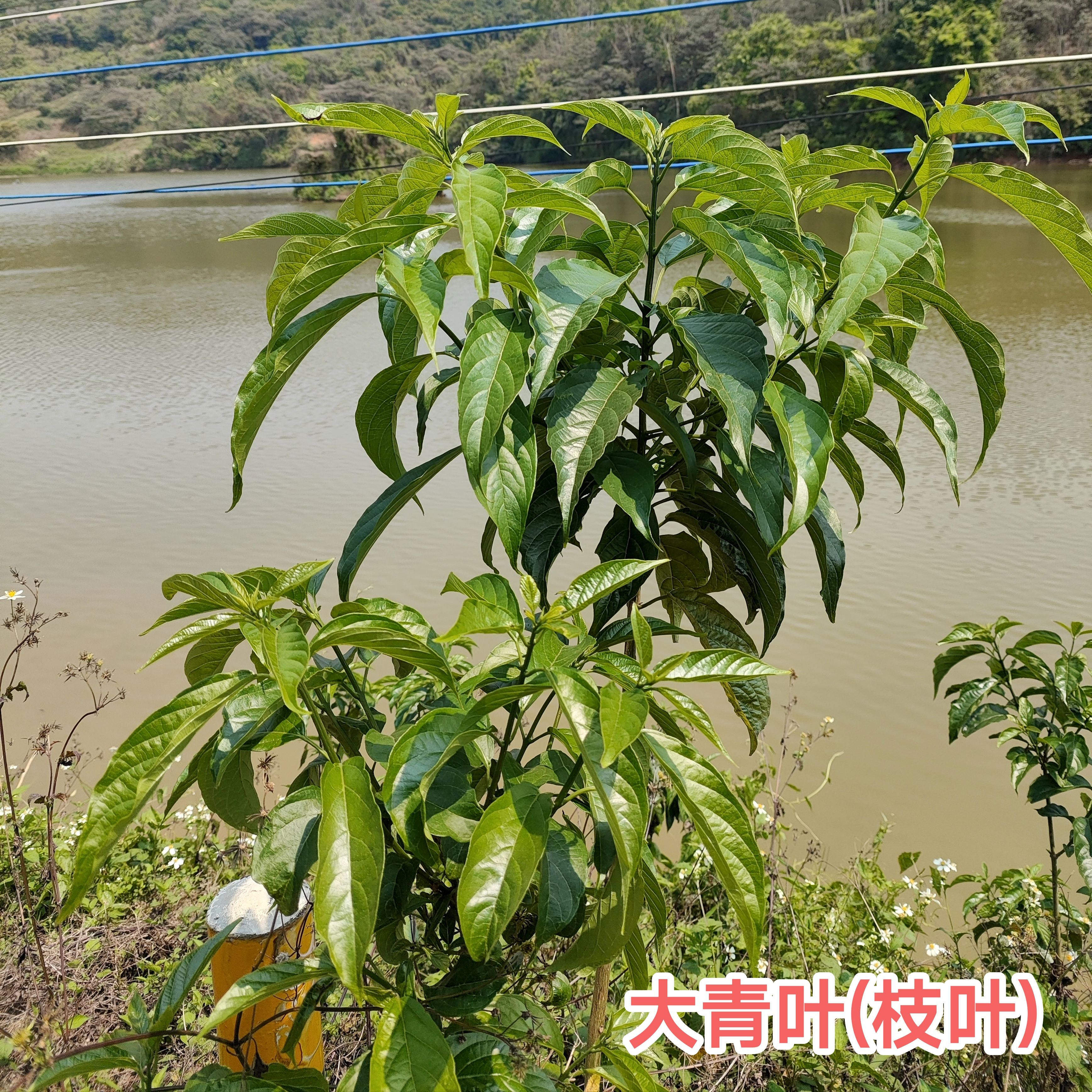 新鲜大青大青叶 广东臭大青路边青大青苗 现采大青树大青树根包邮